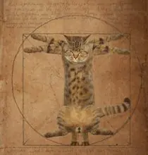 SC-300: the original Stockcat